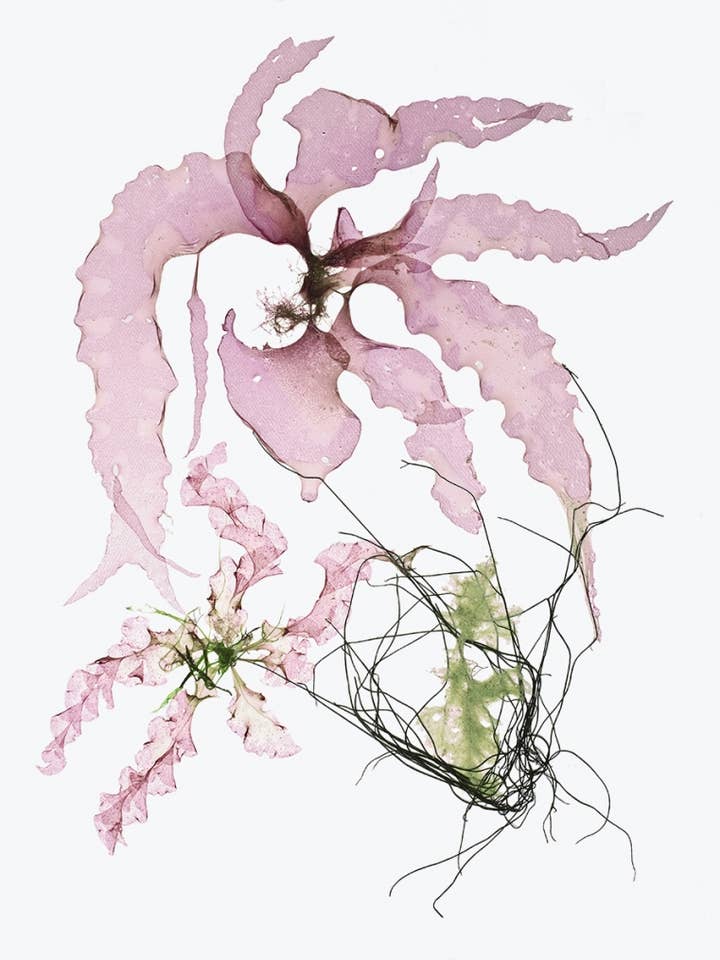 Seaweed Art Cartes de voeux 5x7 Design #6 pour la vente par Seaweed Artist