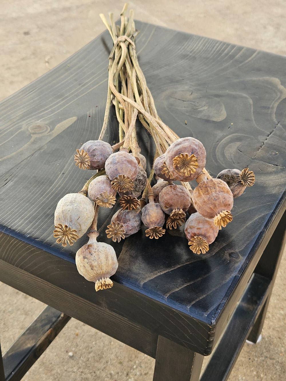 Alissas Flower Farm - Wholesale Dried/Pressed Flowers - Pods:  Poppy2