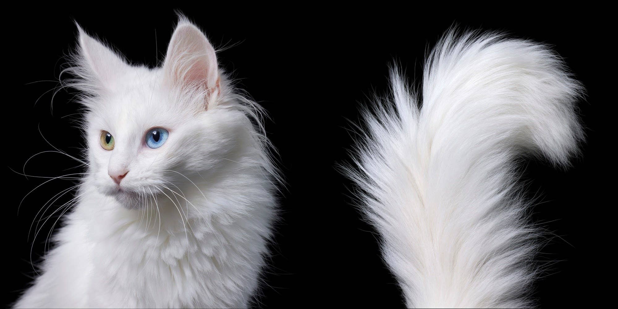 Abrams - Wholesale Display Book - Feline6