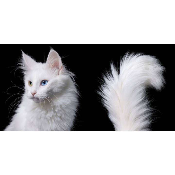 Abrams - Wholesale Display Book - Feline6