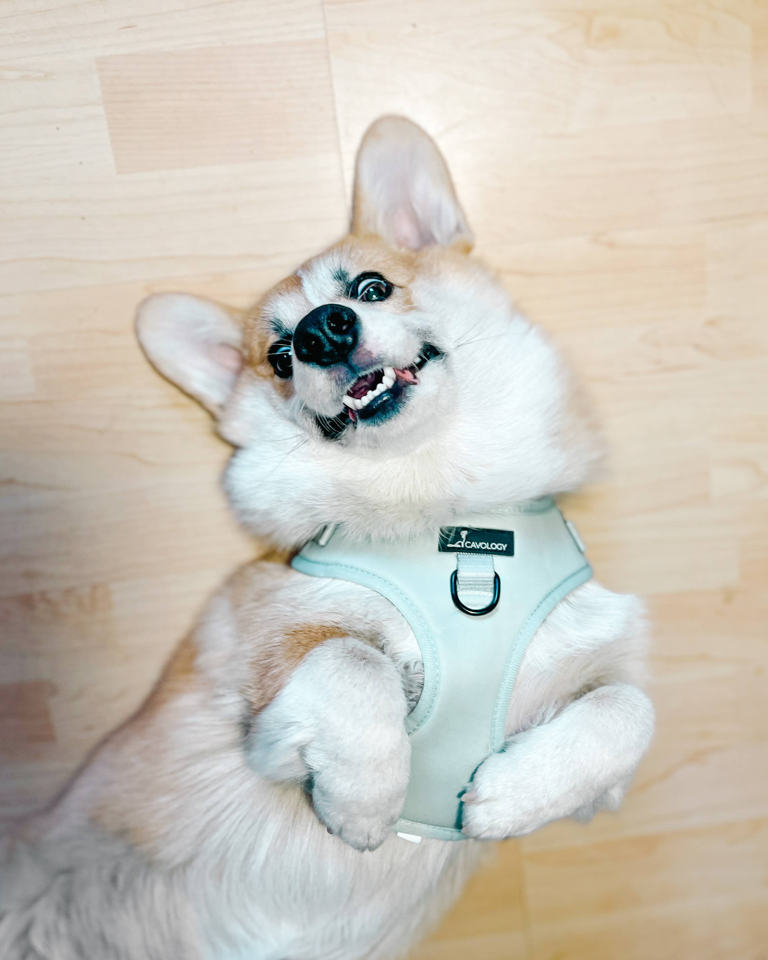 Cavology - Wholesale Pet Harness - Dog - DOG ADJUSTABLE HARNESS ASSORTED PACK 7