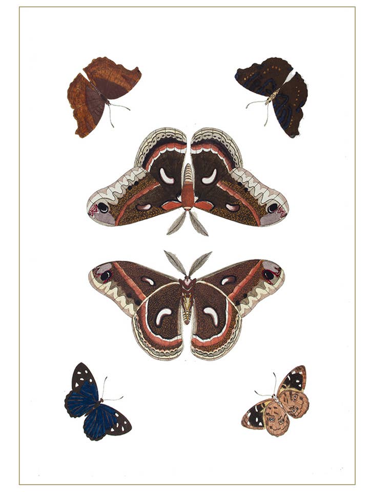 Reproducción de Moth Six, color marrón envejecido, tarjeta en blanco para venta al por mayor de Something To Write Home About