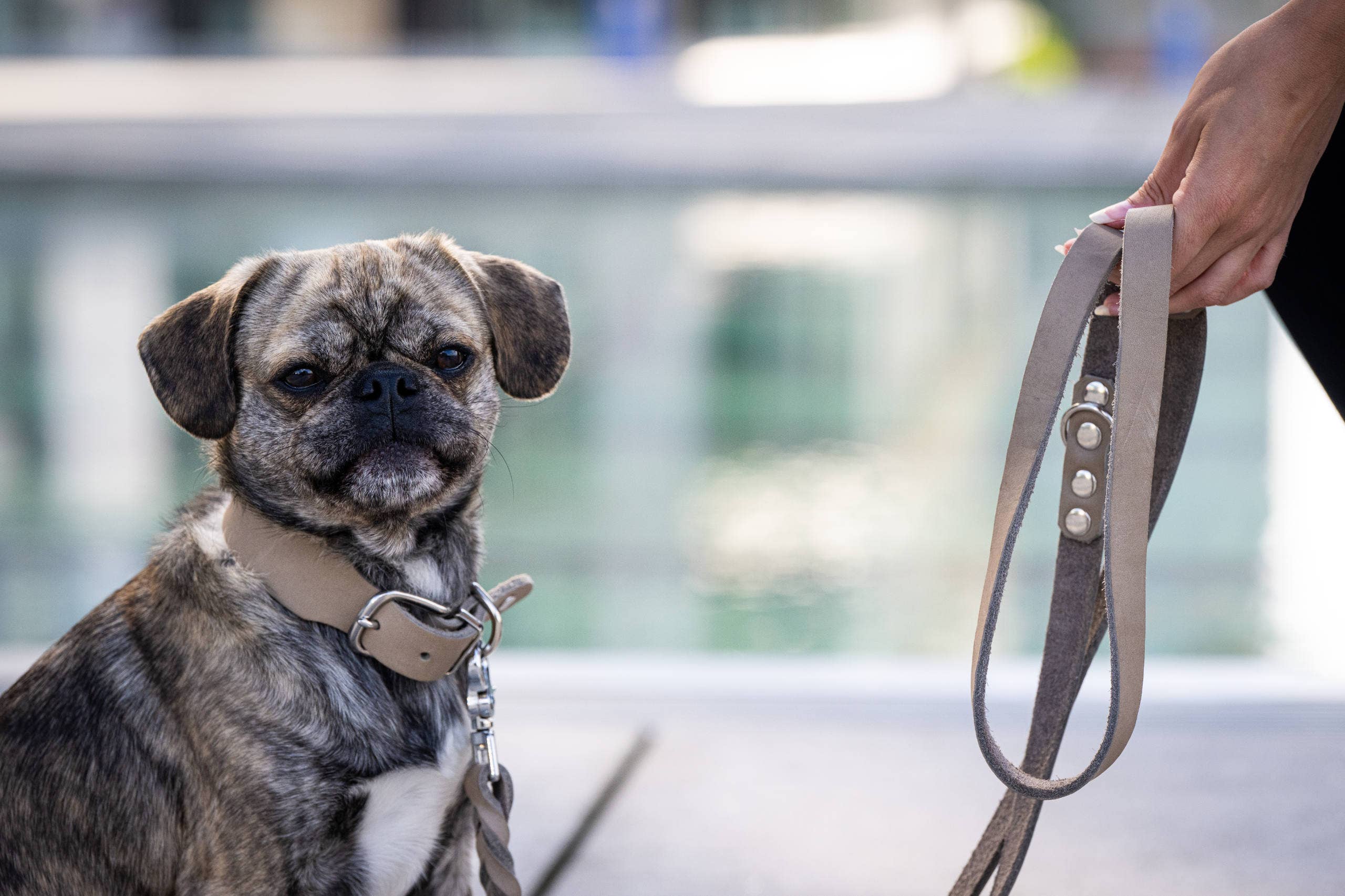 LABONI - Volentis GmbH - Vente Collier – chien - Collier pour chien GIRO en cuir souple à prise ferme10