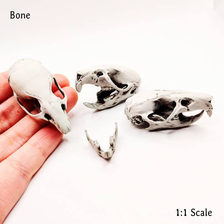 The Scale Grail – wholesale Decorative figurine – Brown Rat Skull - 1:1 Scale full size replica rodent cranium curiosities and oddities, bone skeleton collector gift and decoration (1 skull)