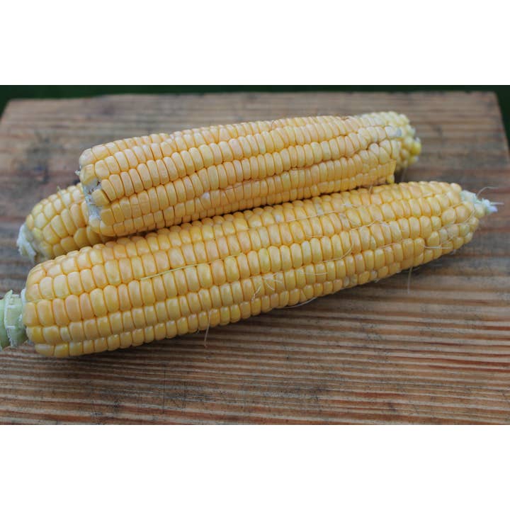 Sow True Seed - Wholesale Plant Seeds - Sweet Corn Seeds - Golden Bantam 12-Row Improved