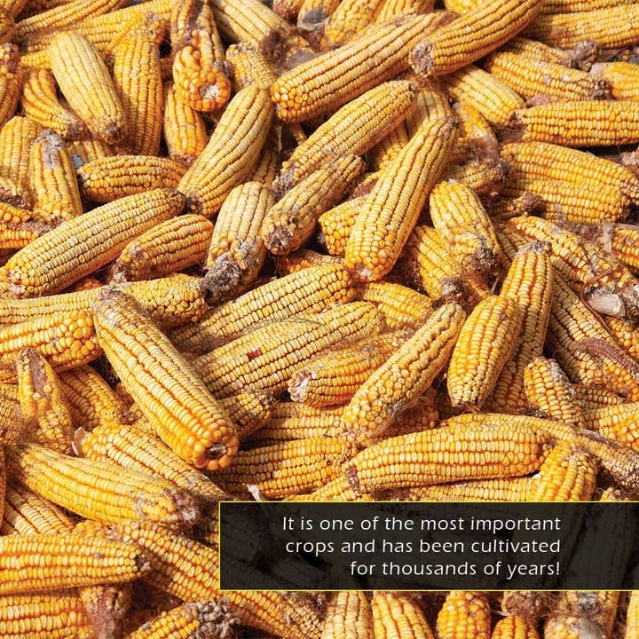 My Incredible World - Vendita all'ingrosso Libro per lettori principianti (6-8) - Mais! Un incredibile libro illustrato per bambini sul mio mondo3