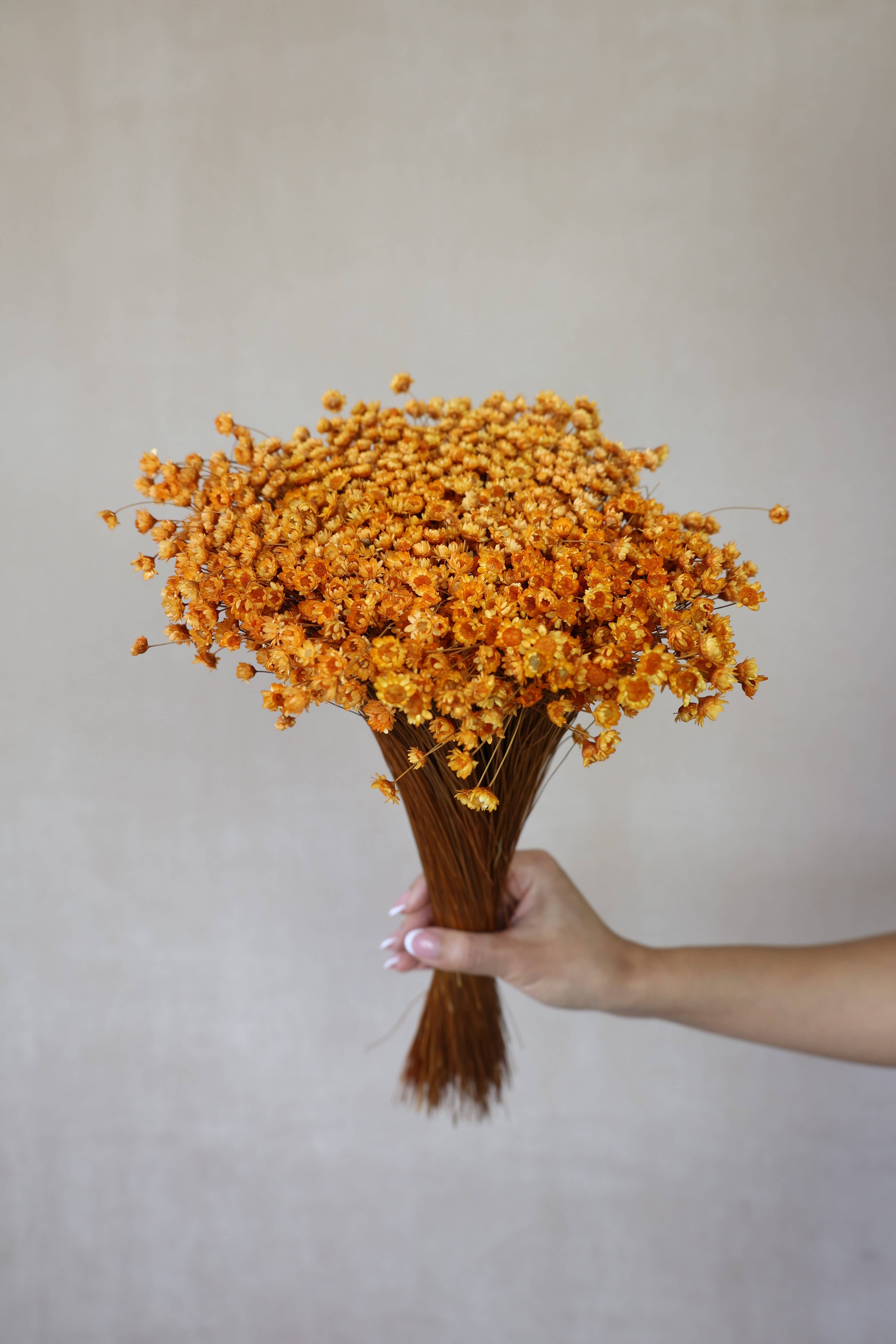 FlowerFantaSee – wholesale Torkade/pressade blommor – Torkade stjärnblommor8