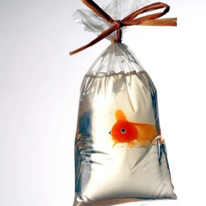 Just Bubbly - Wholesale Bar Soap - My Pet Fish®