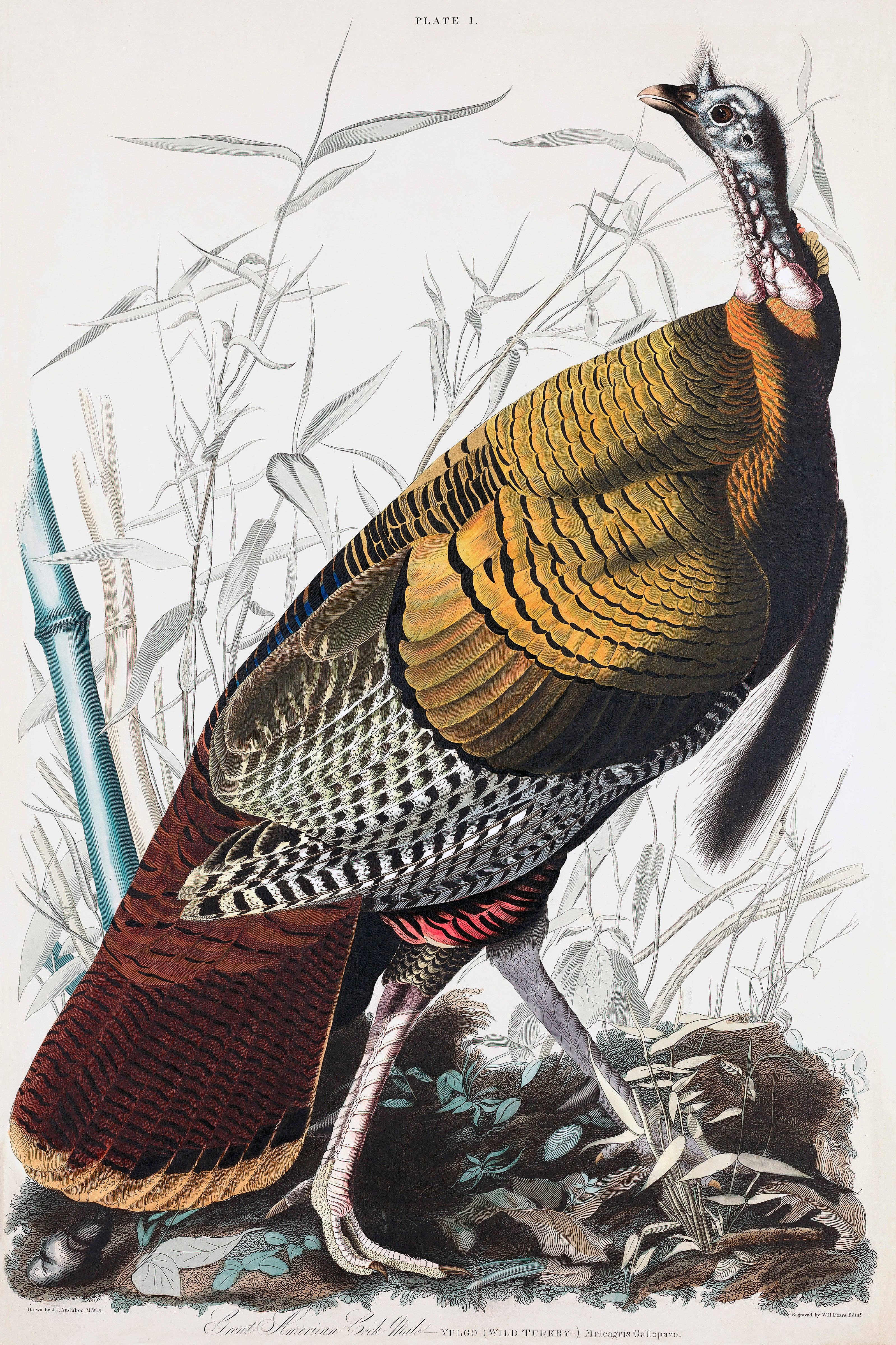 Vintage Banners - Wholesale Art Print - Wild Turkey - James Audubon Framed Wall Art Canvas 4
