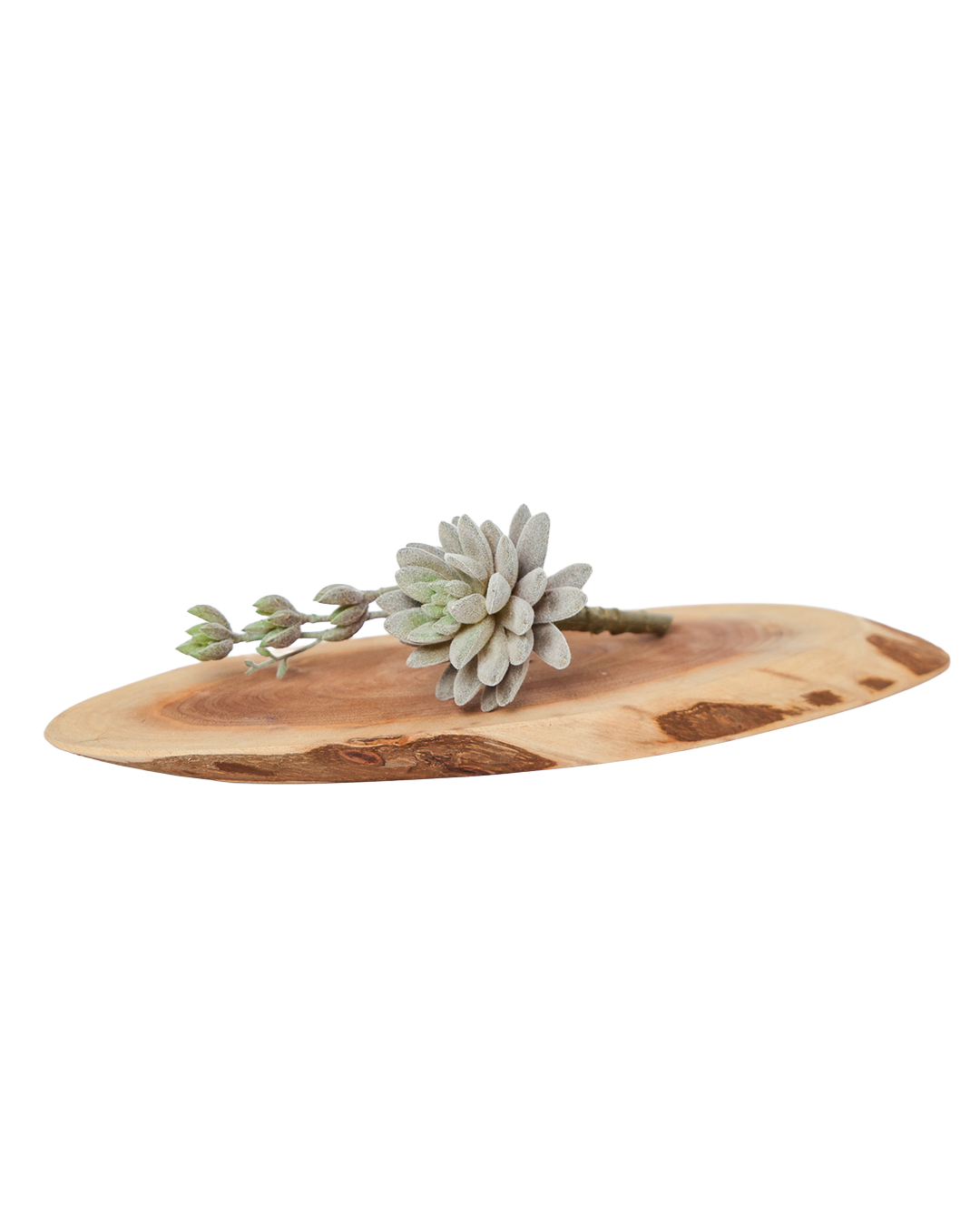 Chive - Wholesale Artificial Plant - Artificial Fake Succulent  – 50% Off Spring Collection2