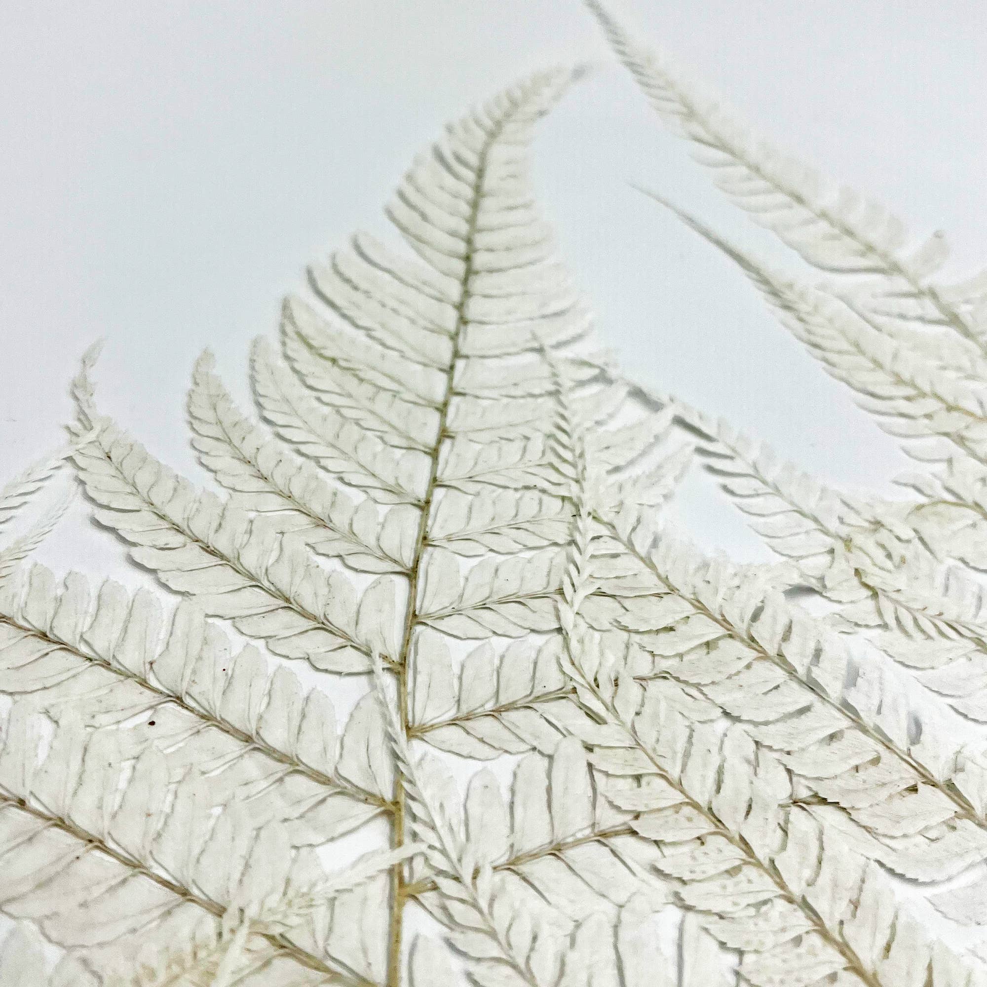 2626 Designs - Wholesale Dried/Pressed Flowers - Dried Preserved Fern 14"26