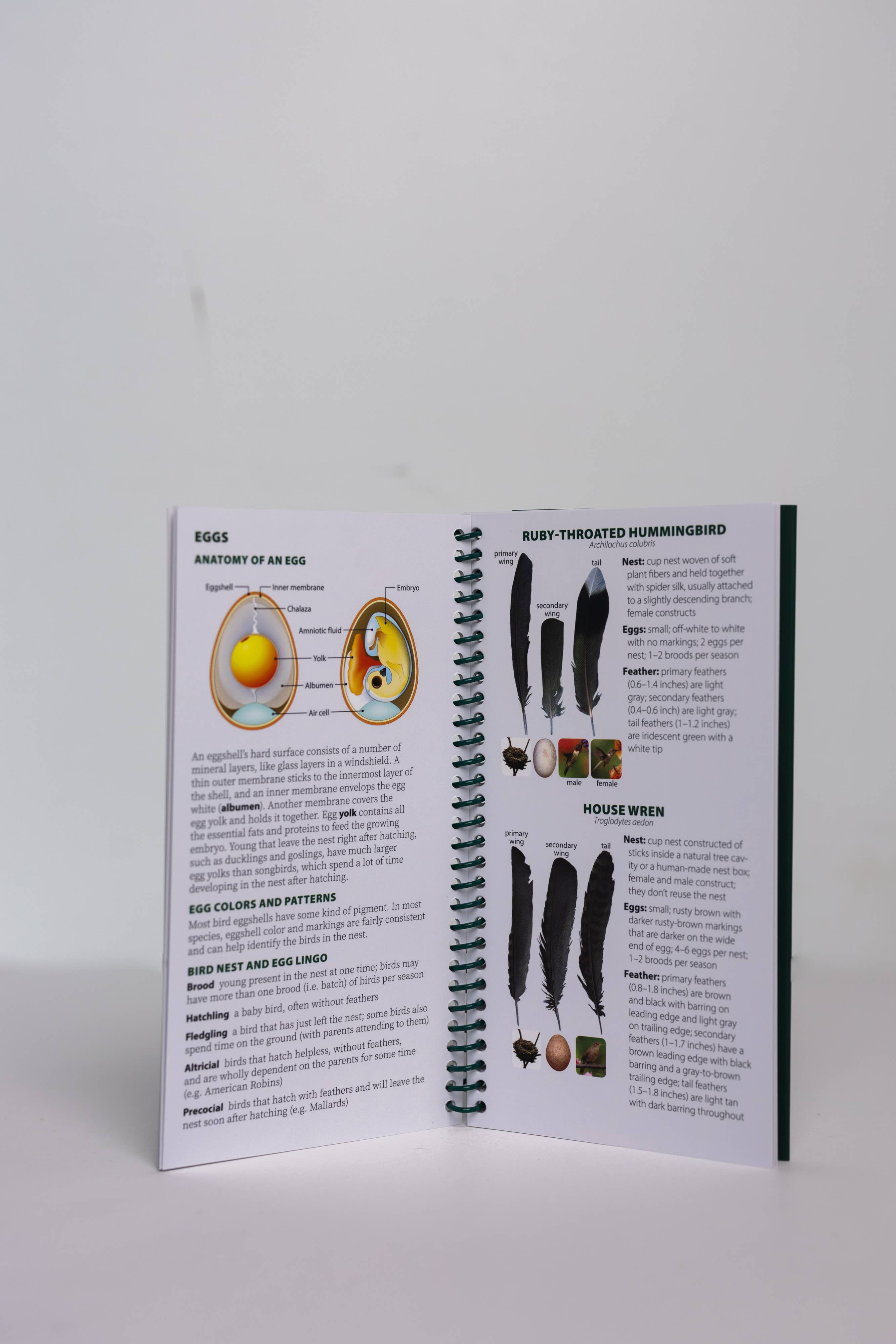 AdventureKEEN - Wholesale Nature & Outdoors - Bird Feathers & Eggs of the Midwest Quick Guide2