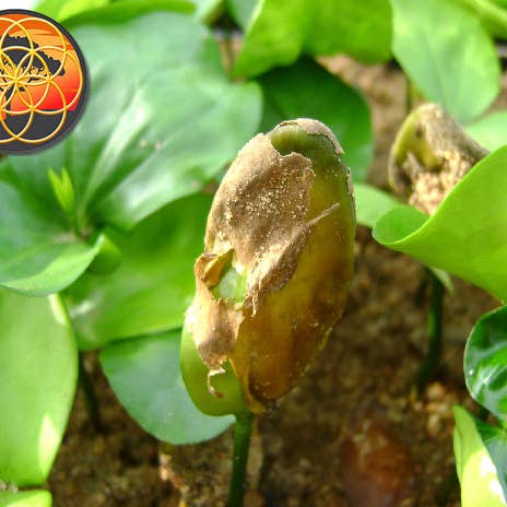 Akuamma Seed Company - Venta al por mayor Suplementos/vitaminas para beber - Cápsulas de semillas de Akuamma, extracto de Picralima nitida, proporción 20-12