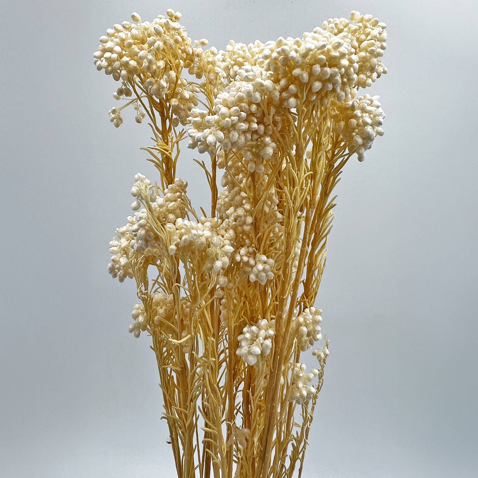 2626 Designs – Engroshandel Tørrede/pressede blomster – Konserveret hirse og risblomst - Immortelle og Ozothamnus blomster34