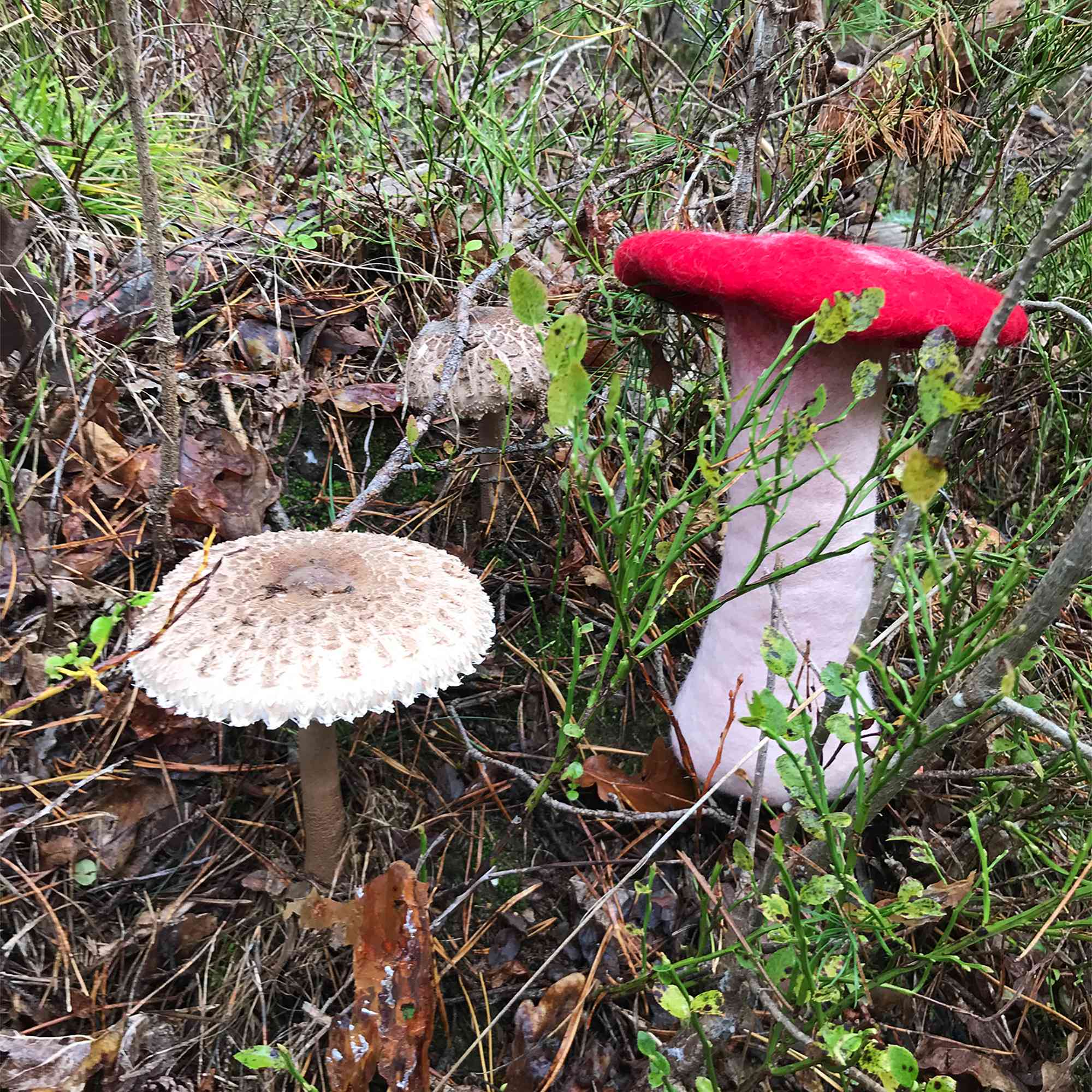 Tribal Trade GmbH - Vendita all'ingrosso Statuette decorative - Fungo amanita muscaria in feltro rosso, disponibile in 3 dimensioni13