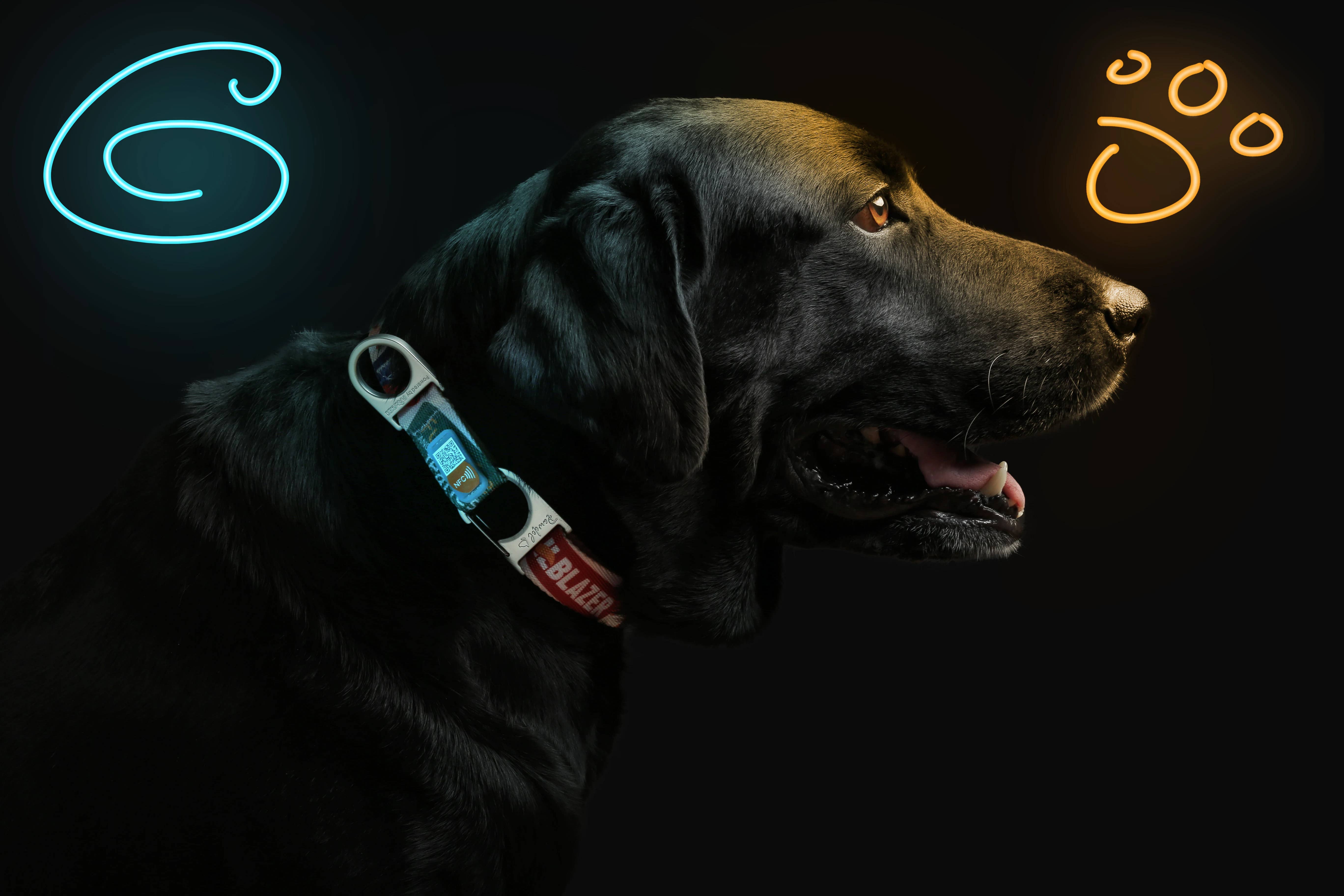 Pawnec - Wholesale Pet Collar - Cat/Dog - NeoCollar "Glow n' Go"13