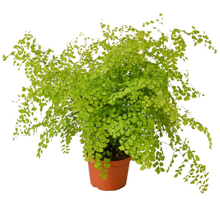 FARN MAIDENHAIR 15 cm für den Großhandel von House Plant Wholesale