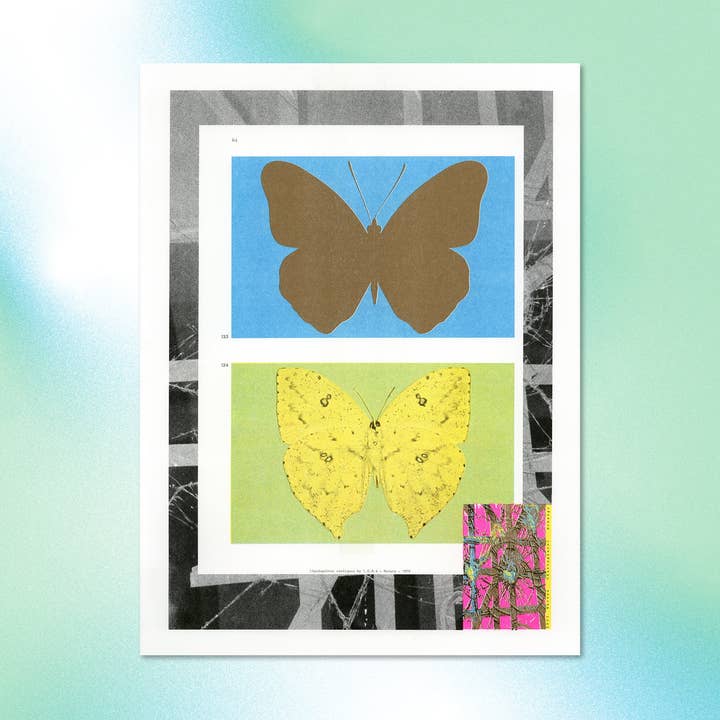 Exotic Lepidoptera - Palette for wholesale by LEOKA