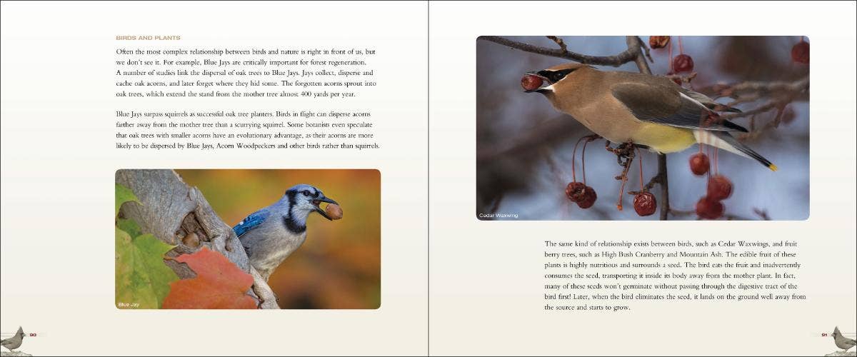 AdventureKEEN - Wholesale Nature & Outdoors - Backyard Birds3