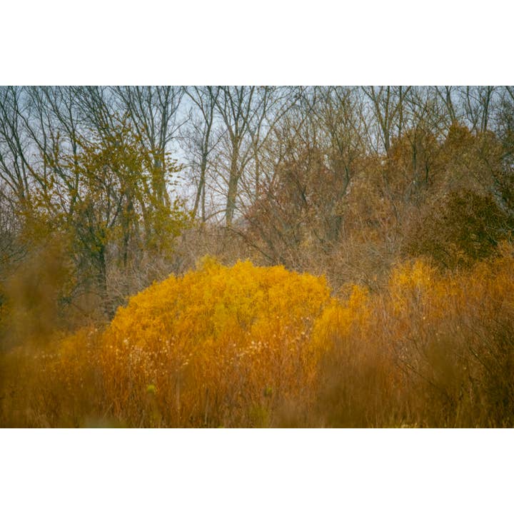Golden Forest in Fall Fine Art Print for wholesale by Christi Kraft Photography