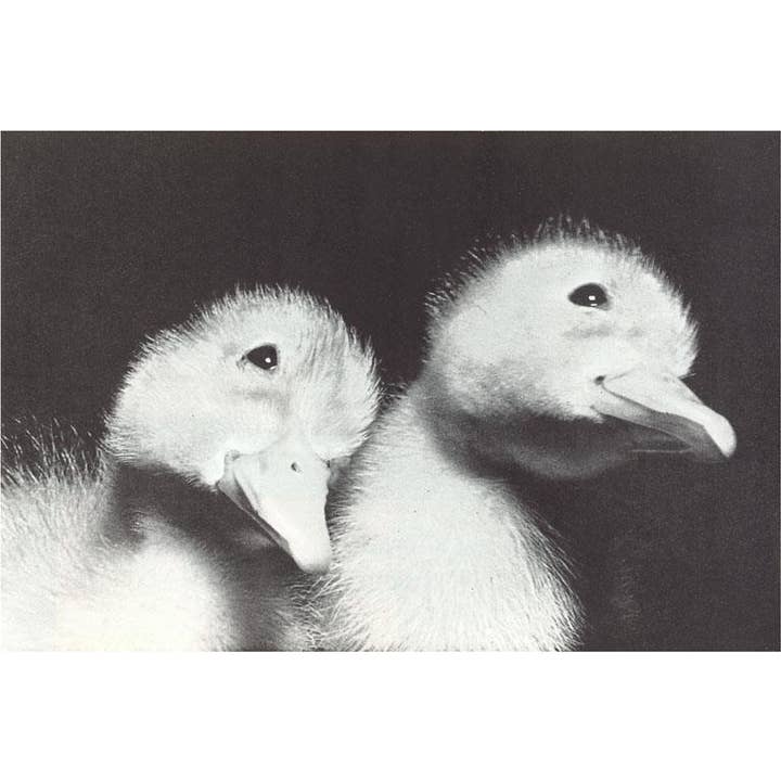 Sticker BD-455 Baby Ducklings for wholesale by Found Image Press