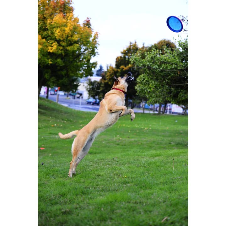 Only An Ocean Europe - Wholesale Pet Fetch Ball - Dog - Chuckit Paraflight3