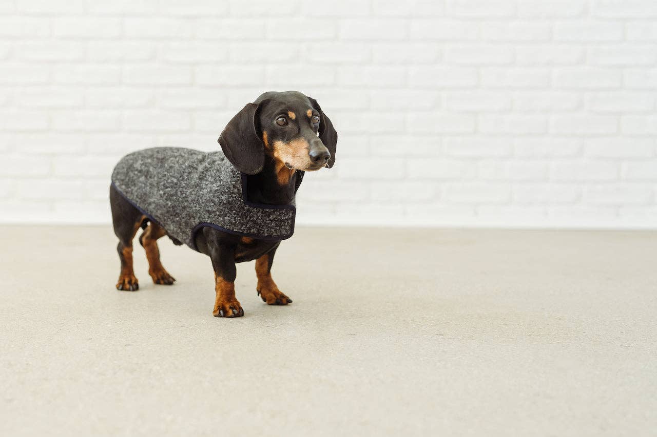 Grey black rim Dachshund coat Pissarro for wholesale on Faire