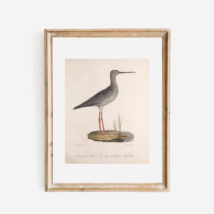 Sea to Skye - Wholesale Art Print - 19th Century Sandpiper Bird Antique Art Print3