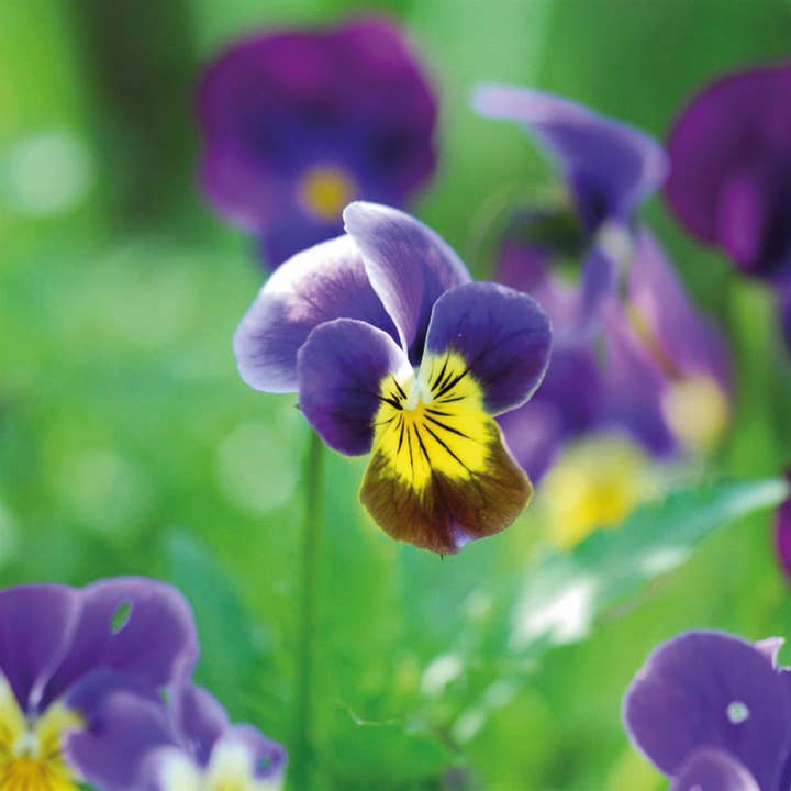 La Fabrique à Sachets - Wholesale Mother's Day Card - Mom, you are the best - Packet of pansy seeds