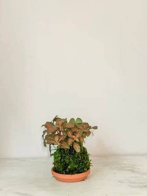 White Stable Farms - Wholesale Live Plant - Fittonia Kokedama (House Plant Wrapped in Moss)0