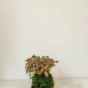 White Stable Farms - Wholesale Live Plant - Fittonia Kokedama (House Plant Wrapped in Moss)