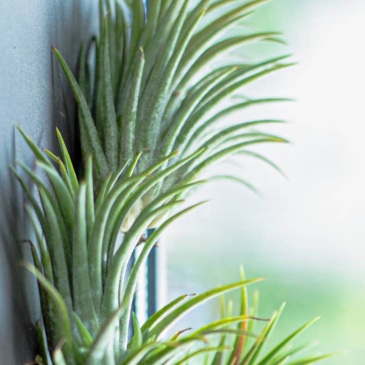 Best Plant Friend - Wholesale Live Plant - Assorted Air Plants Randomly Picked - Tillandsia Plants