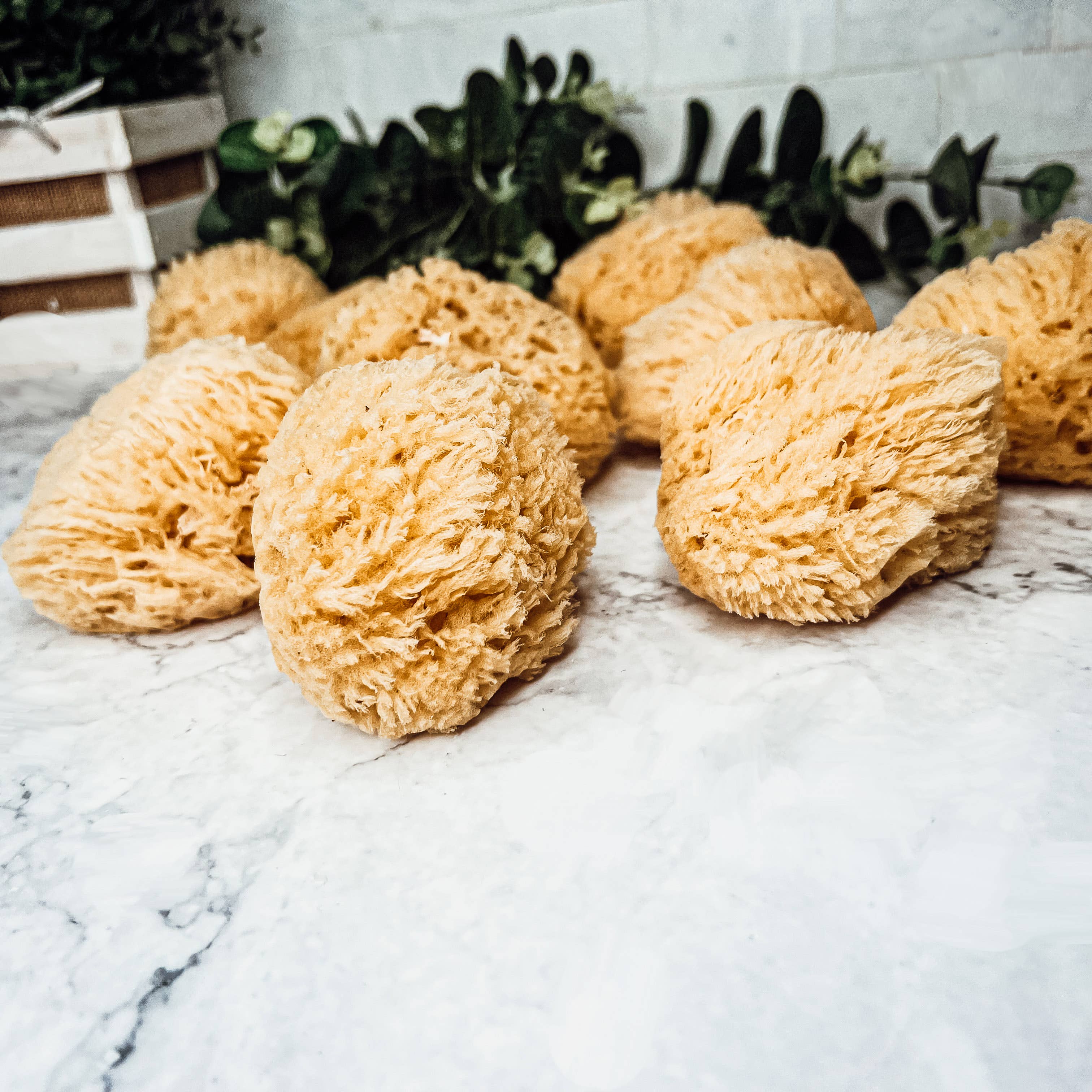 Gia Roma - Wholesale Bath Pouf/Sponge - Dead Sea Sponge, All Natural Body Wash Loofah 4-5"23