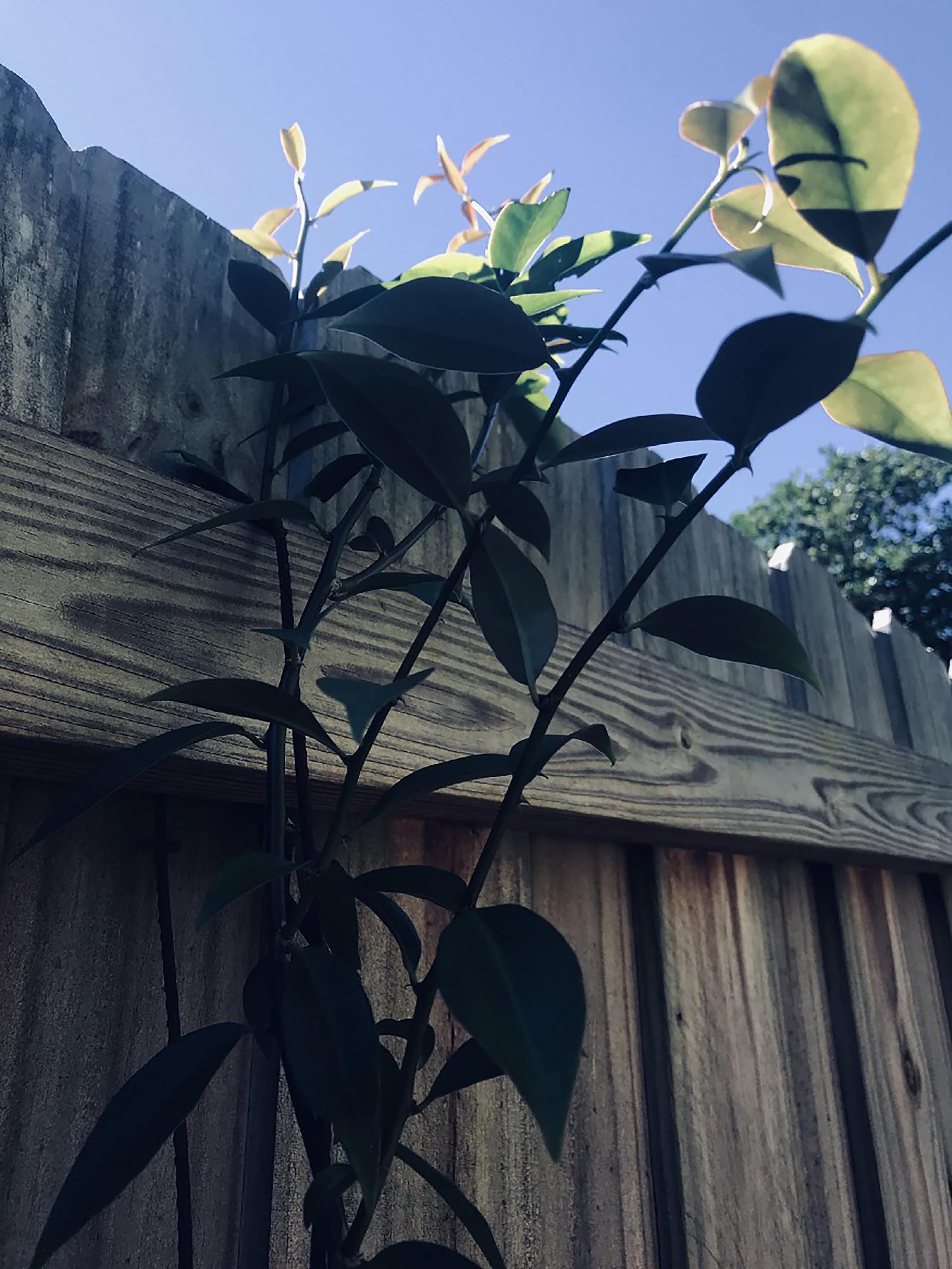 Michelle Hoffmann - Wholesale Plant Seeds - Rare! Uña De Gato ~ Katzenklauen ~ Griffe De Chats5