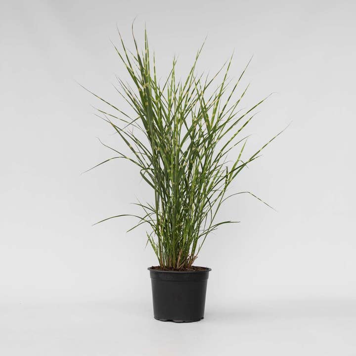 Oasis of Life - Wholesale Live Plant - Chinese Silver Grass Zebrinus – Miscanthus sinensis 'Zebrinus' – Height 20–30cm – Ø23cm – Zebra grass with striking leaf pattern – Hardy & easy to care for – For garden, bed & pot – Non-toxic for animals