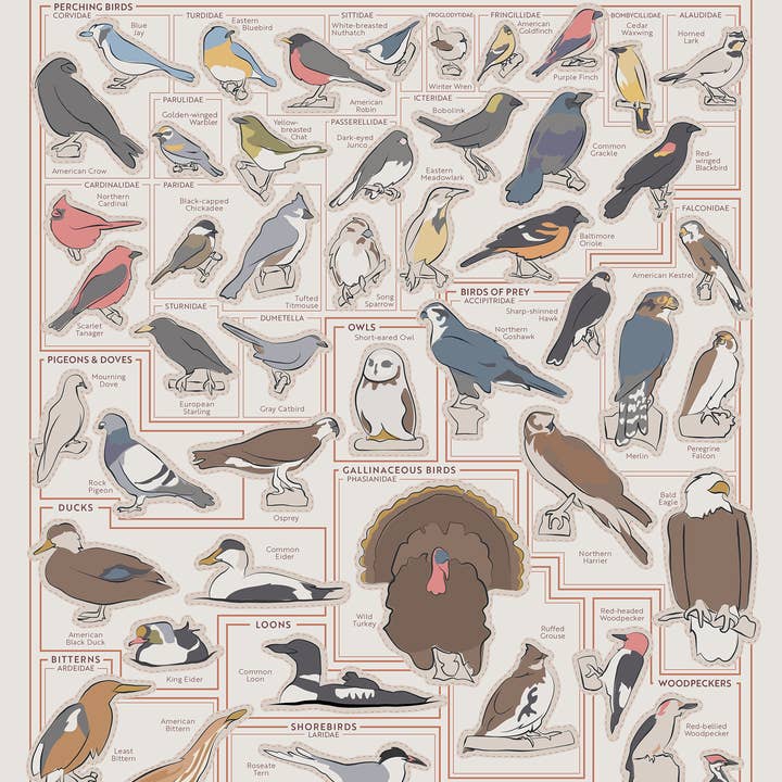 Pop Chart - Wholesale Art Print - Birds of the Northeast Scratch-Off Chart | 12" x 16" Print1