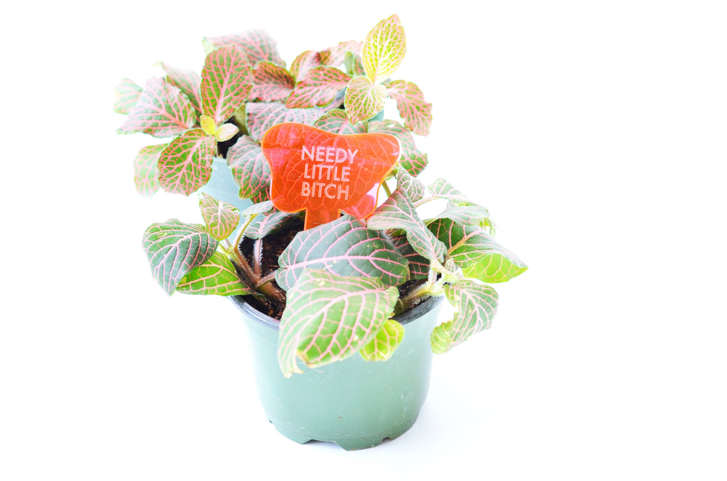 Tuff Girl Gang - Wholesale Plant Pot - NEEDY LITTLE BITCH Plant Stake6