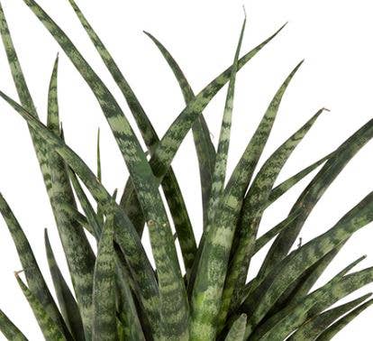The Little Botanical - Wholesale Live Plant - Sansevieria Fernwood Punk17