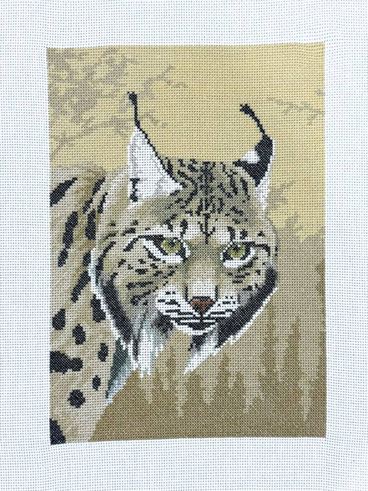 Lince per la vendita all'ingrosso da parte di Mão Lusitana