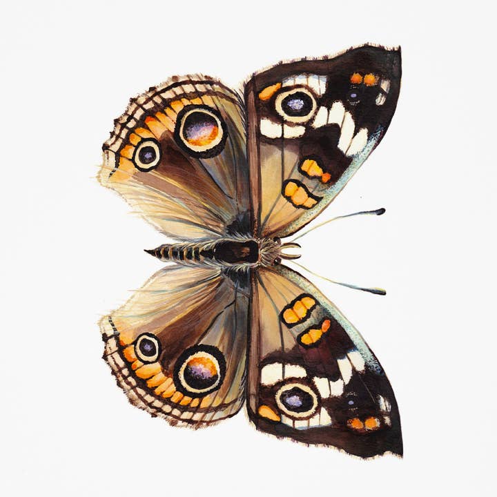 Butterfly 15 (Buckeye Butterfly) Art Print for wholesale by J6R6