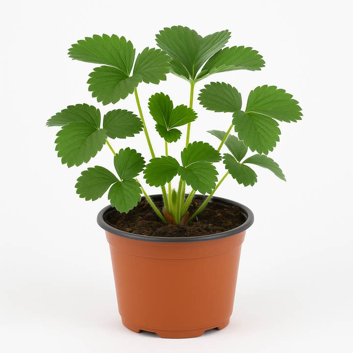 Oasis of Life - Wholesale Live Plant - Strawberry "Florence" (Fragaria x ananassa) – 3 plants – Late variety with aromatic-sweet fruits – Long harvest period June–October – Hardy & easy to care for