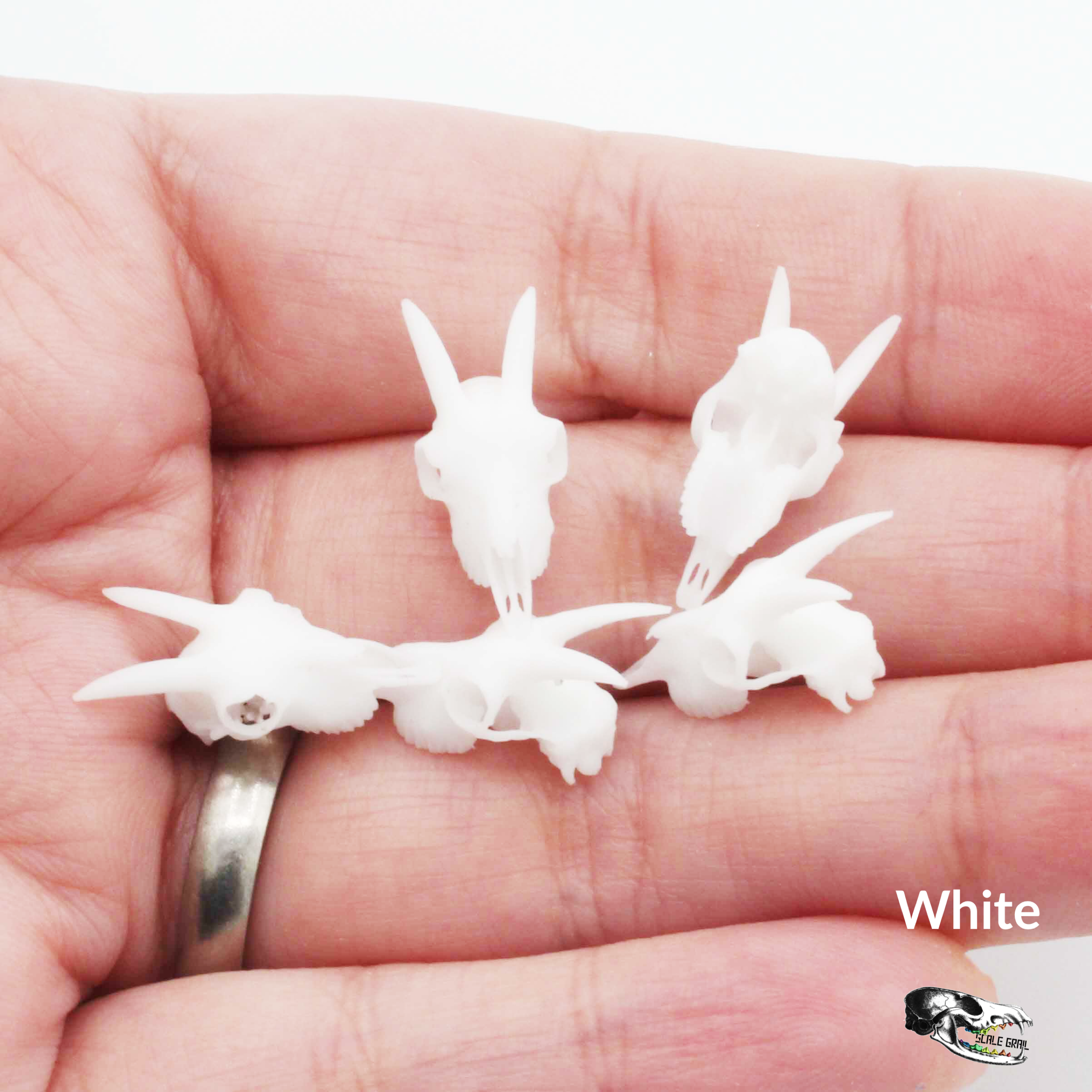 The Scale Grail - Wholesale Craft Supplies - Miniature Goat Skull - 1:12 Scale Dollhouse and Diorama, art and craft supplies (5 skulls)6
