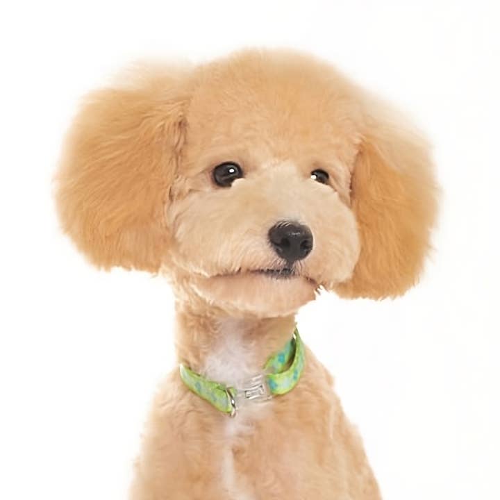 Dogo Pet - Wholesale Pet Collar - Dog - Contempo Collar & Leash Combo - Weekly Special Limit 2/Store