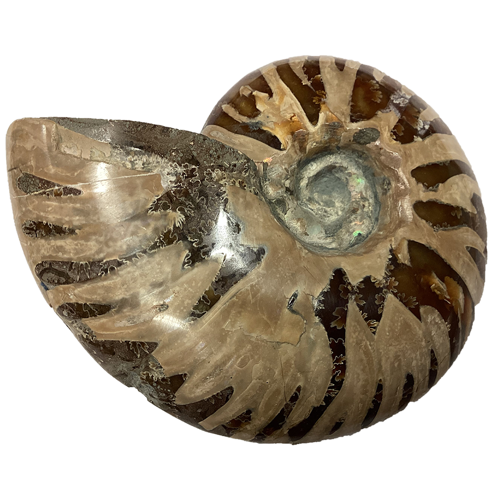Texas Toy Distribution - Wholesale Decorative Tabletop Object - Polished Ammonite Fossil with Suture Patterns4