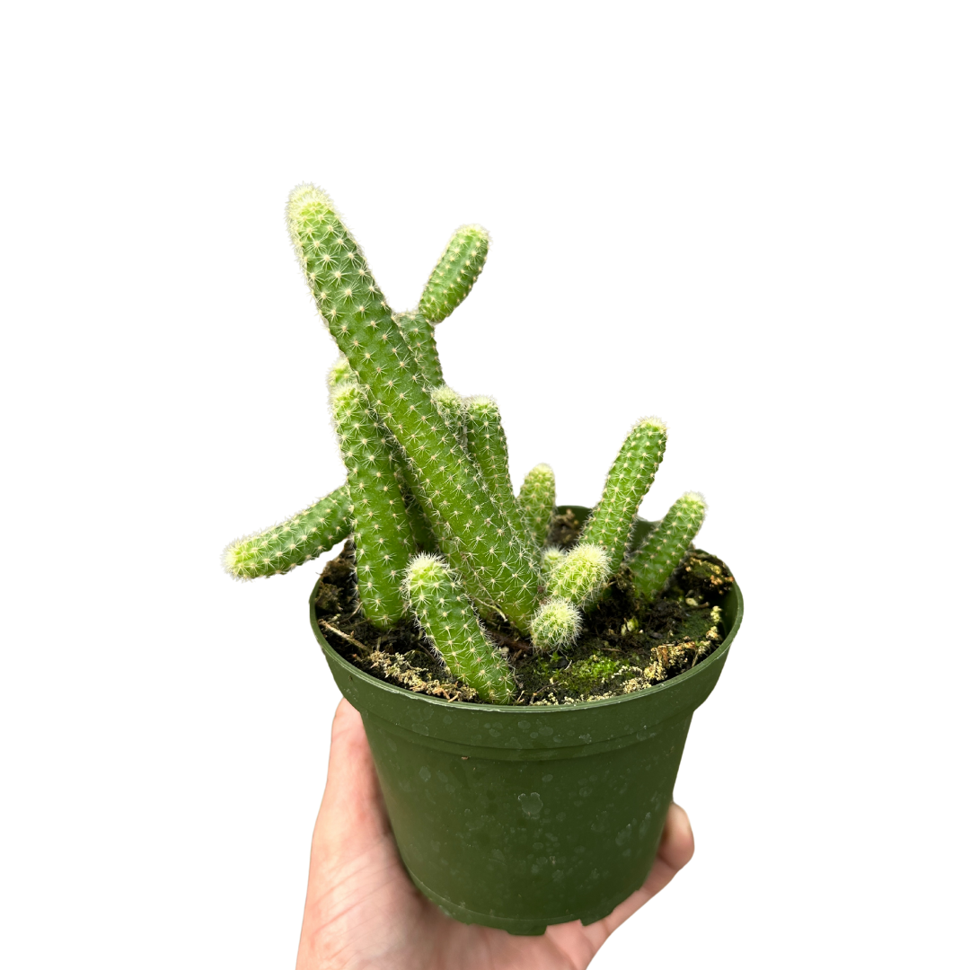 Flow State - Wholesale Live Plant - 4" Rat Tail Cactus (Aporocactus flagelliformis) – Houseplant1