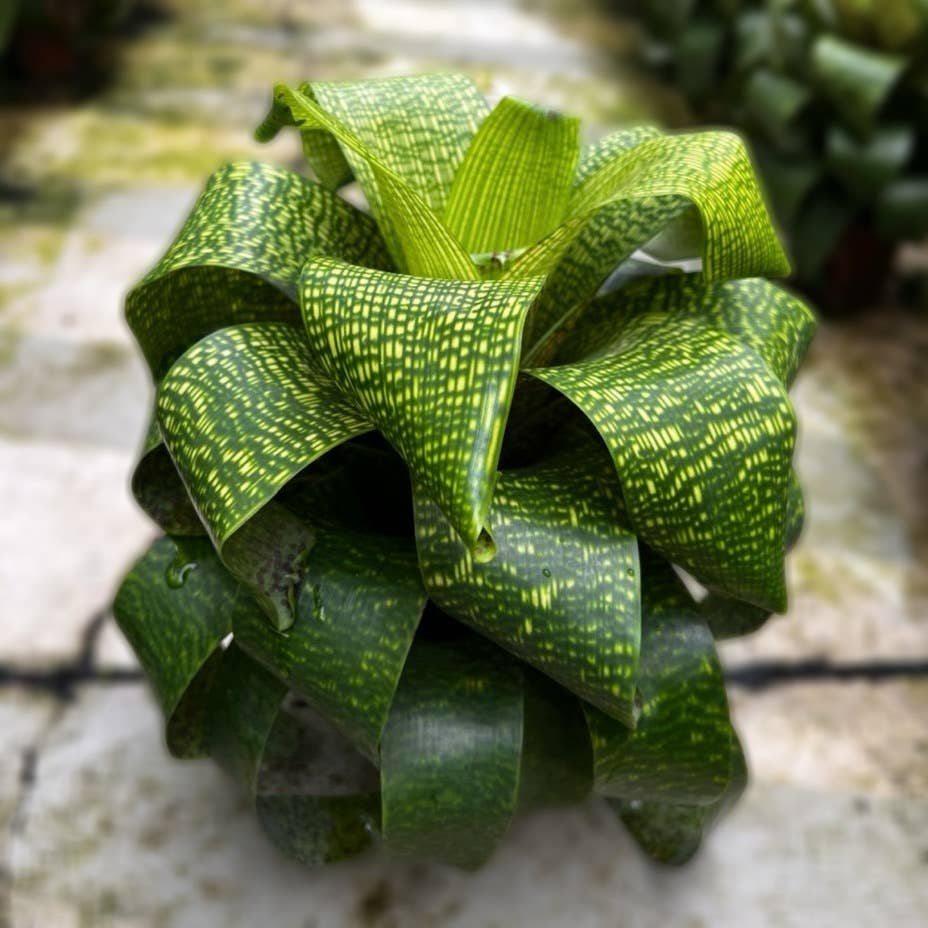 The Artizan Way - Wholesale Live Plant - Vriesea Fenestralis | Live Plant1