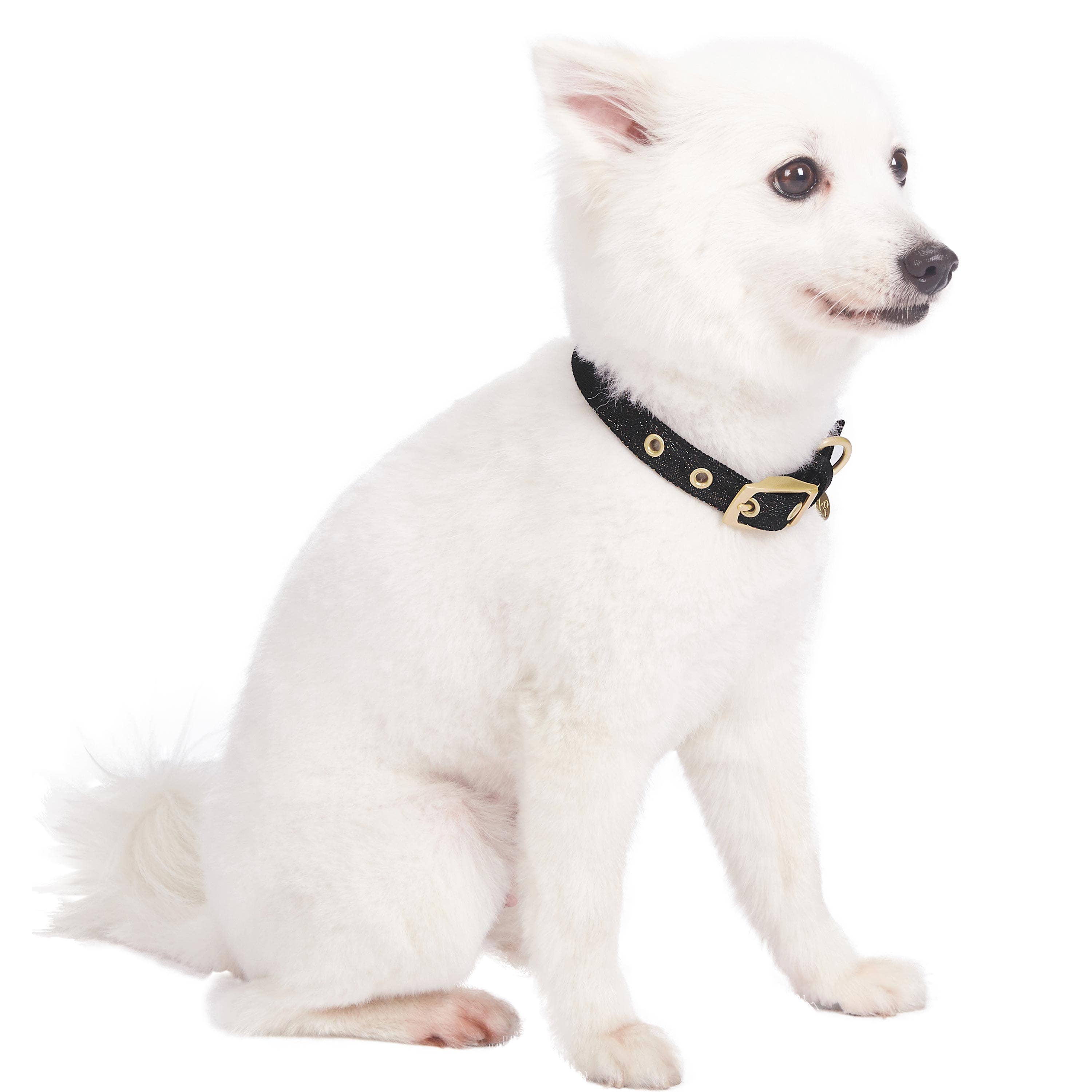 Blueberry Pet – coleira - Cão por atacado – A mais cobiçada designer de fio metálico para cão25