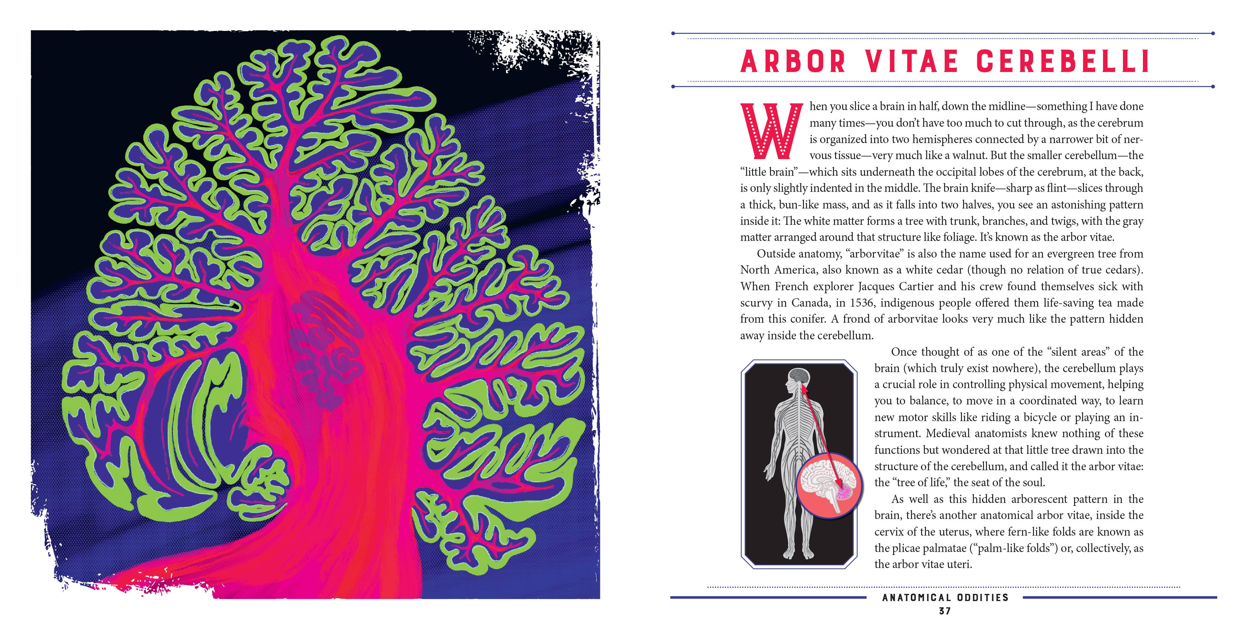 W. W. Norton - Wholesale Science & Math - Anatomical Oddities3