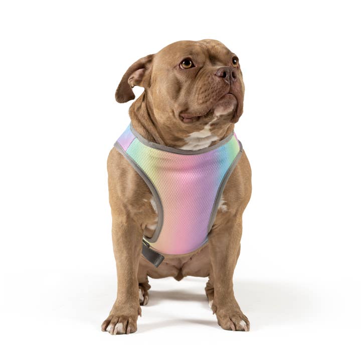 Arcobaleno Gilet rinfrescante per cani Chill Seeker (arcobaleno) in vendita all'ingrosso su Faire3