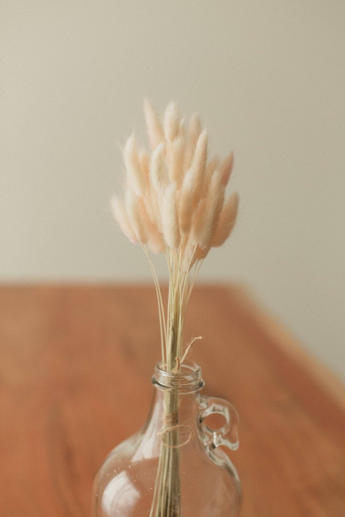 Eucalypt Co. - Venta al por mayor Flores secas/prensadas - Colas de conejo preservadas12